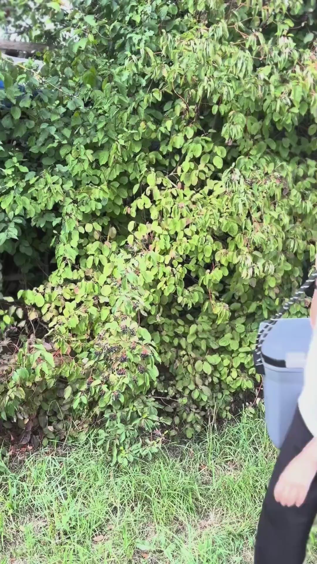 Video laden: Coleman Convoy 28 QT Kühlbox